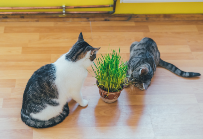 Herbe à chat Un chat blanc et tigré et un deuxième chat gris sont assis autour d'un pot avec de l'herbe à chat