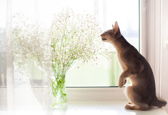 Plante-chat Chat debout sur ses pattes arrières qui renifle une plante dans un vase
