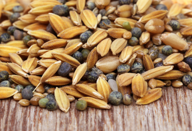 Graines-pour-oiseaux Zoom sur une variété de graines pour nourriture à oiseaux