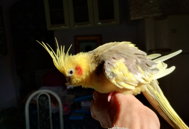 Oiseau-exotique perruche calopsitte posée sur le poignet d'une personne