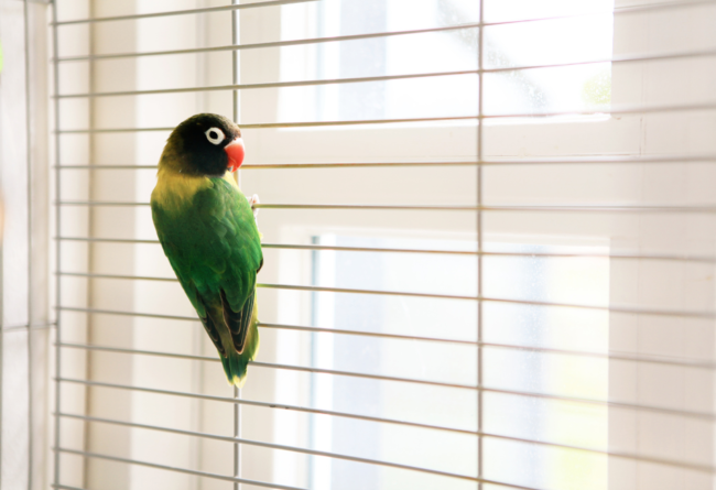 Oiseau-en-cage Oiseau vert et jaune suspendu aux barreaux de sa cage