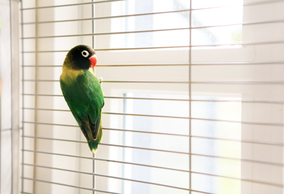 Oiseau-en-cage Oiseau vert et jaune suspendu aux barreaux de sa cage