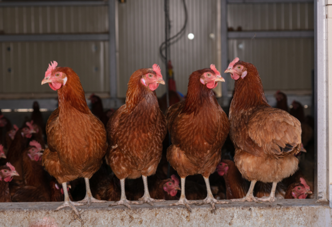 Poules-pondeuses Quatre poules pondeuses debout sur une rambarde avec d'autres poules en arrière-plan
