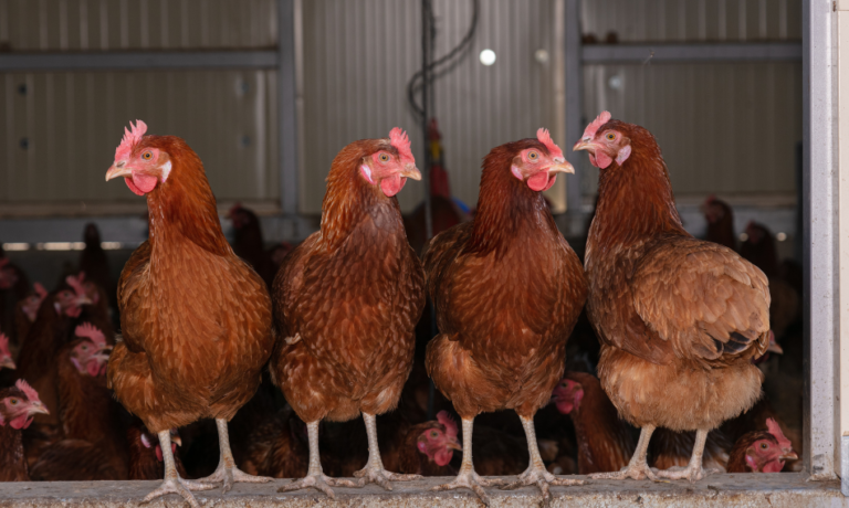 Quatre poules pondeuses debout sur une rambarde avec d'autres poules en arrière-plan