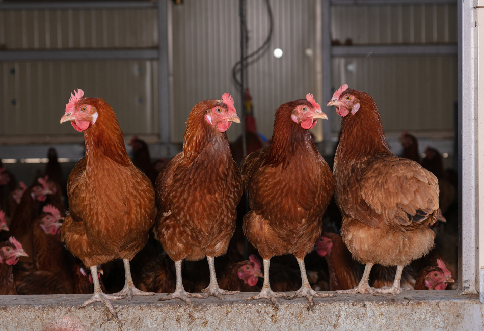 Poules-pondeuses Quatre poules pondeuses debout sur une rambarde avec d'autres poules en arrière-plan