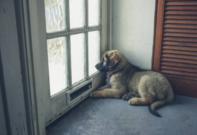 Chiot-seul-maison Chiot brun couché contre un mur qui regarde à travers la fenêtre