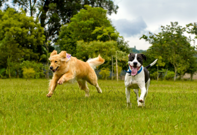 Chiens-qui-courent Deux chiens qui courent ensemble dans une prairie