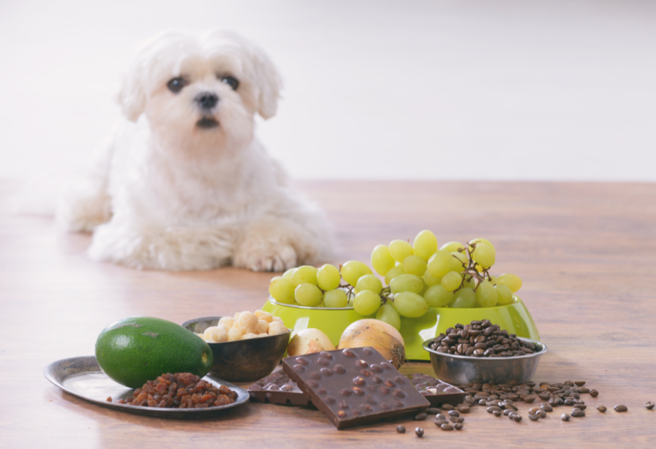 Petit chien blanc qui regarde des raisins, du chocolat et autres aliments toxiques pour chien sur le sol
