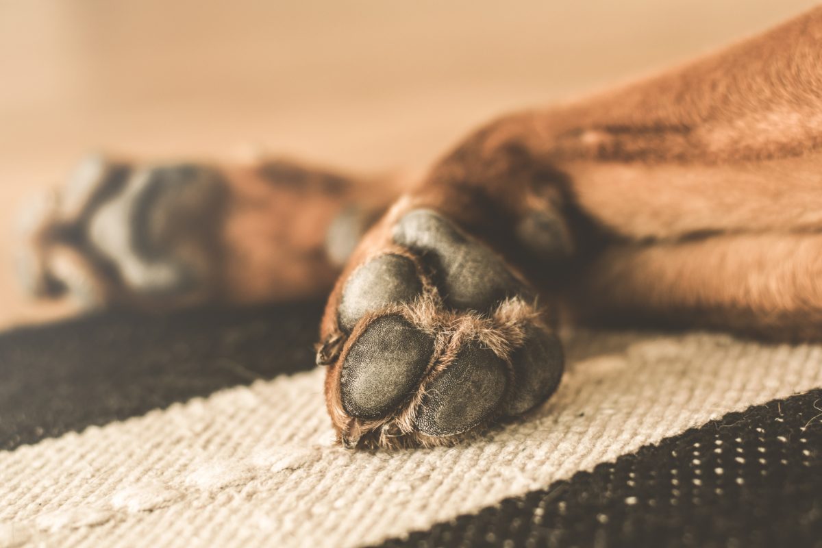 patte-de-chien Une patte d'un chien en gros plan