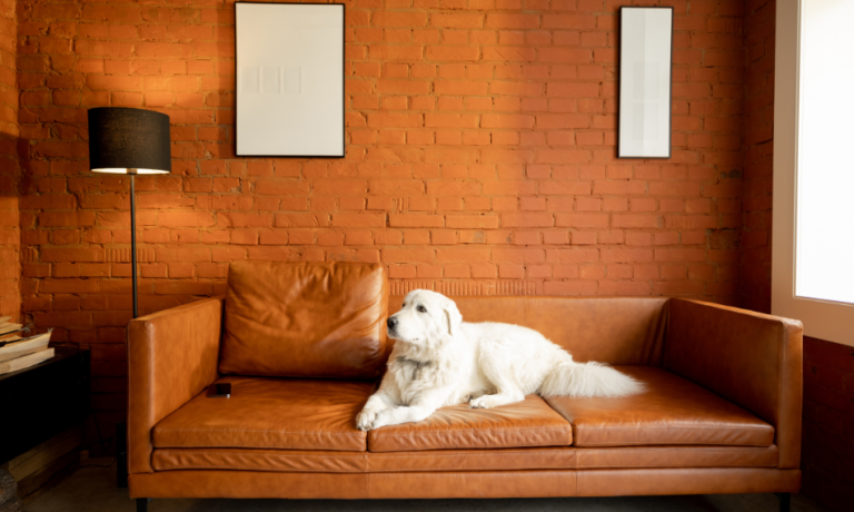 Chien blanc couché sur un divan en cuir brun dans un appartement