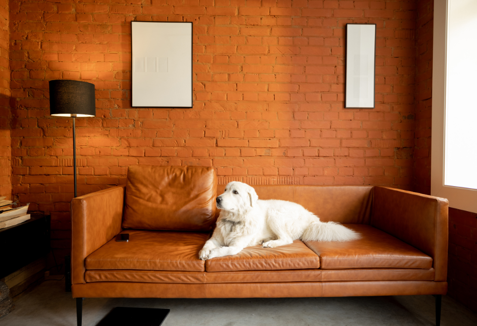 Chien-en-appartement Chien blanc couché sur un divan en cuir brun dans un appartement