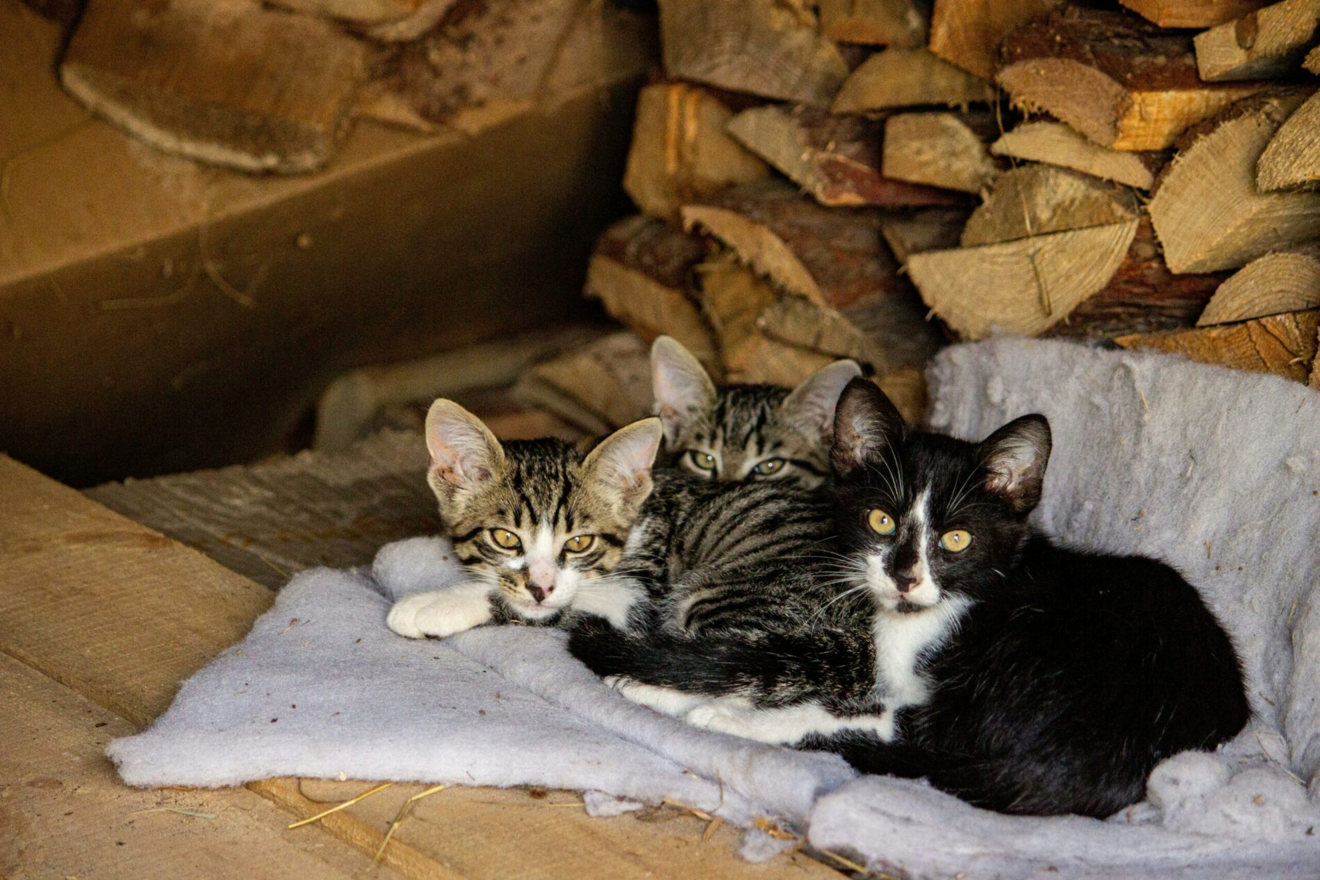 202408Th143915434.jpeg meilleures litières chats