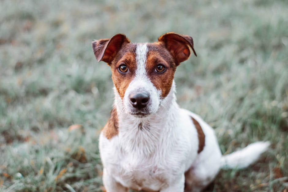 chien-mange-herbe-05113.jpeg chien mange herbe