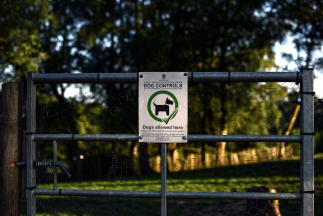 aménagement jardin avec chien