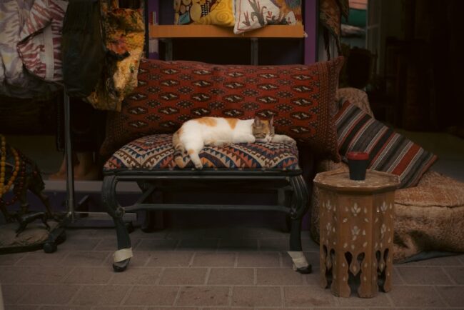 Chat allonge sur coussin motifs orientaux boutique artisanat