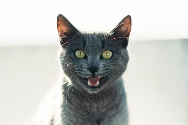 Chat gris miaulement gros plan yeux verts
