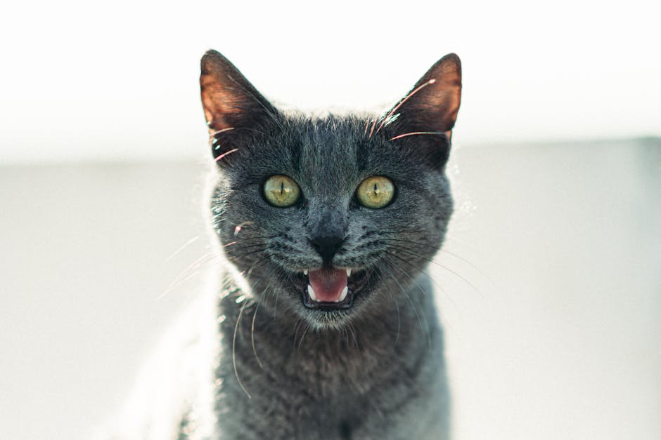 chat-gris-miaulement-yeux-verts Chat gris miaulement gros plan yeux verts