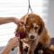 Toilettage chien brossage poils salon soins animaux
