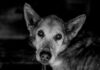Chien senior noir et blanc portrait adoption animaux