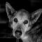 Chien senior noir et blanc portrait adoption animaux