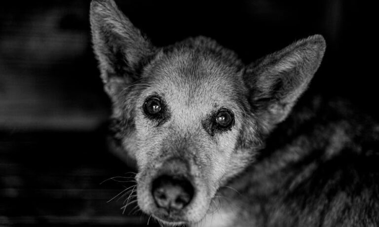 Chien senior noir et blanc portrait adoption animaux