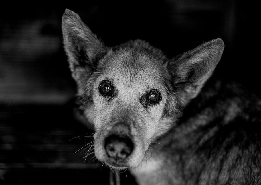 Chien senior noir et blanc portrait adoption animaux