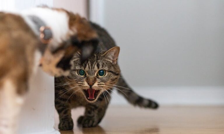 Chat agressif face a chien interieur maison