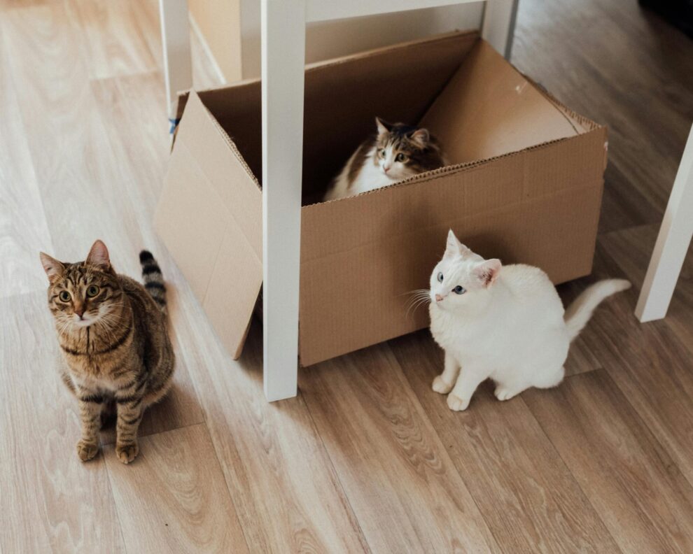 Introduire un nouveau chat