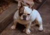 probiotique pour chien