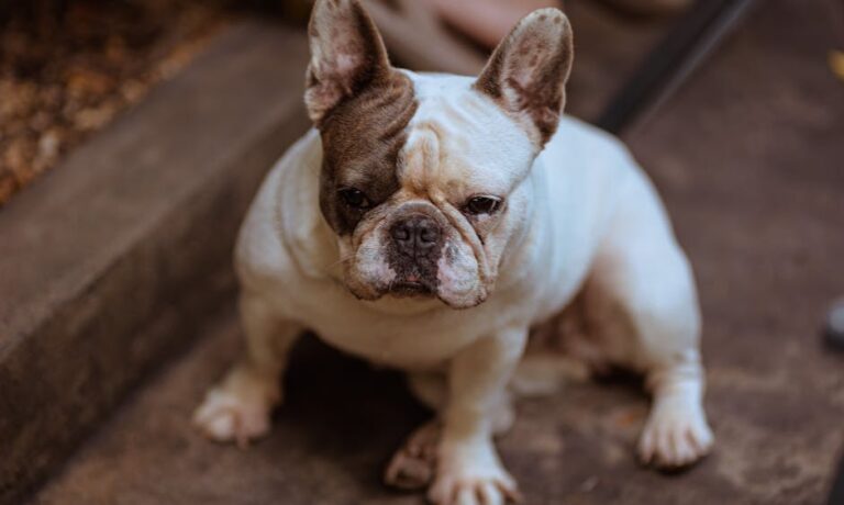 probiotique pour chien