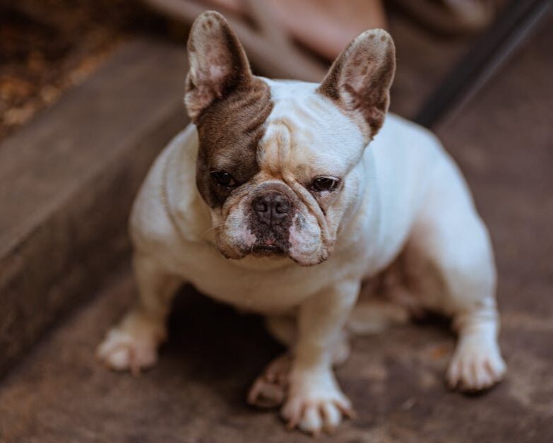 probiotique pour chien