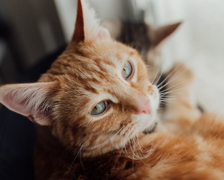 a quelle age steriliser son chat