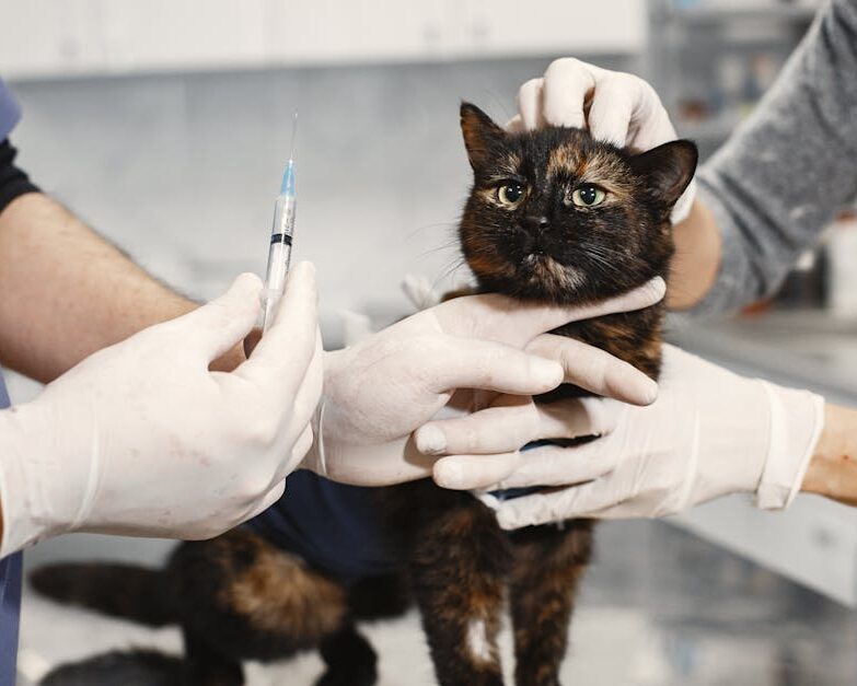 coryza traitement chat