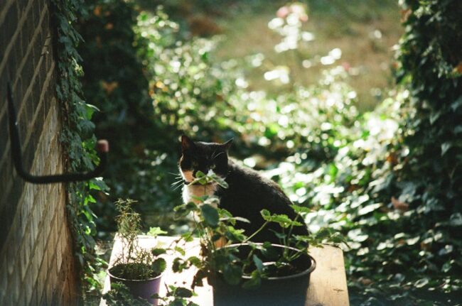 enlever odeur pipi de chat