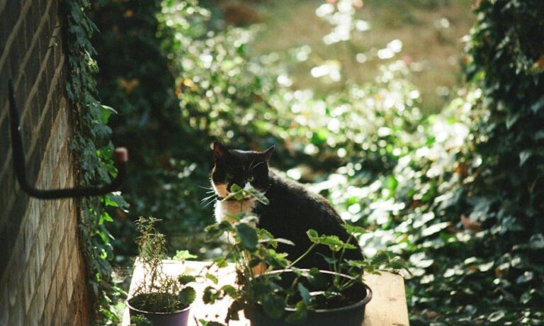 enlever odeur pipi de chat