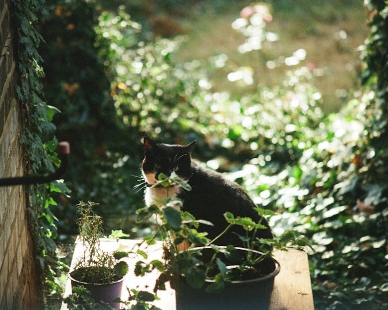 enlever odeur pipi de chat