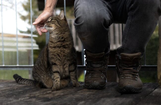 période chaleur chat mâle