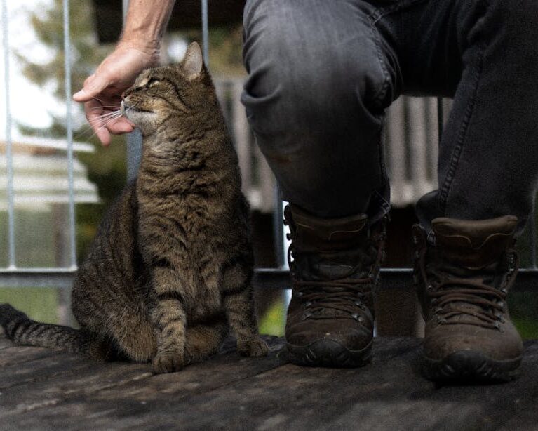 période chaleur chat mâle