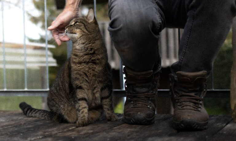 période chaleur chat mâle