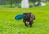 sports canins